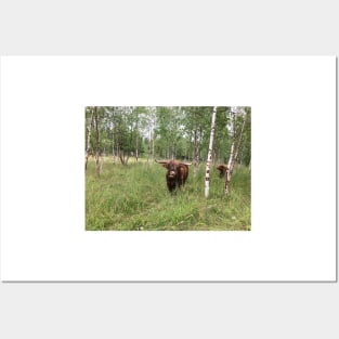 Scottish Highland Cattle Bulls 1455 Posters and Art